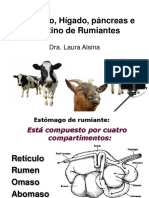 Estómago de Los Rumiantes