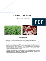 Cultivo de Frijol en El Norte Del Peru