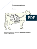 Digestive System of Ruminants