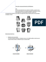 Citacion 21 Guia de Reconocimiento de Molares PDF