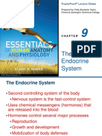 Endocrine System (Lecture)