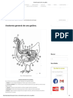 Anatomía General de Una Gallina - PDF