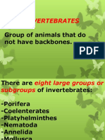 Invertebrates: Group of Animals That Do Not Have Backbones