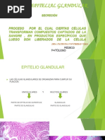 Exposicion de Epitelio Glandular