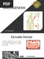 Amelogenesis