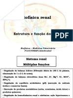 Fisiologia Renal