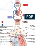 Physiology, Cardio Vascular System