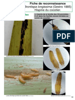 Fiche de Reconnaissance Brontispa