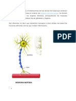 Neuronas Motoras