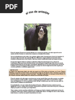 El Oso de Anteojos