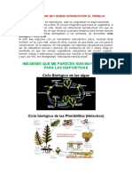 Ciclos Biologicos de Las Plantas