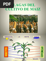 2° Clase Ent. Aplic. - Plagas Del Maiz