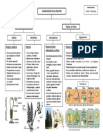 Clasificacion de Las Plantas