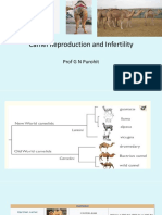 Lecture 18 Camelid Reproduction and Infertility