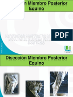 Disección Miembro Posterior Equino