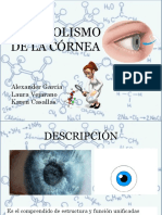 Metabolismo de La Córnea3