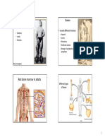 Musculo Skeletal System: Red Bone Marrow in Adults