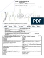 Prueba de Ciencias Naturales Sistema Solar