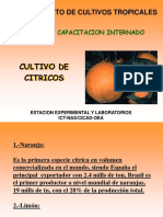 Cultivo de Citricos PDF