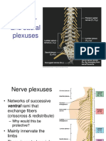 Lumbar and Sacral Plexus