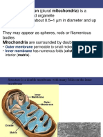 Mitochondria Chloplast Peroxide