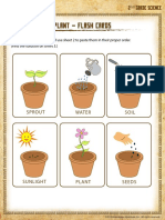 Life Cycle of A Plant Flash Cards