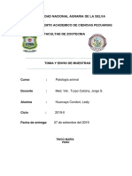 Informe Pato 4