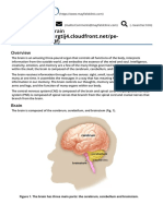 Brain Anatomy, Anatomy of The Human Brain