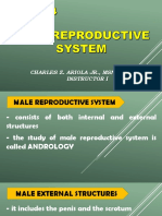 Male Reproductive System