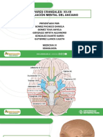 Pares Craneales PDF