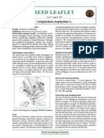 Leaflet Callophyllum Inophyllum