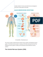 The Central Nervous System (CNS)