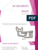 Teoria de Crecimiento Enlow