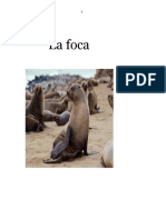 La Foca