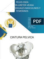 Anatomia Pelvis