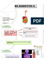 Sistema Digestivo II