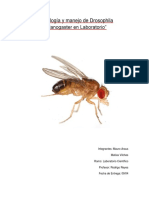 Informe Sobre La Mosca Drosophila Melanogaster