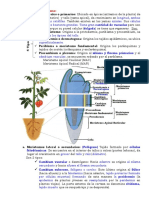 Clases de Meristemos Parte 2 Histologia Vegetal