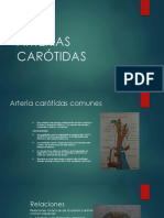 Arterias Carótidas