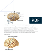 Cortes Del Cerebro