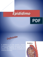 Epididimo