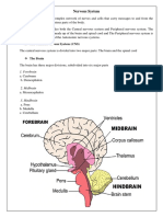 The Central Nervous System (CNS)