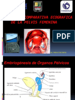 Anatomia de Pelvis Ecografica