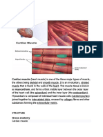 Cardiac Muscle: Cardiac Muscle (Heart Muscle) Is One of The Three Major Types of Muscle