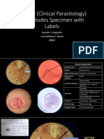 Revised Nematodes Specimens With Labels 2NMT Moving Practicals