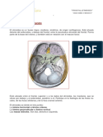 Anatomía Etmoides