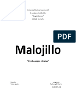 MALOJILLO