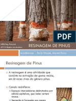 Resinagem de Pinus 20122