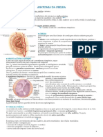 Anatomia Da Orelha