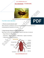 Type Study of Periplaneta Americana